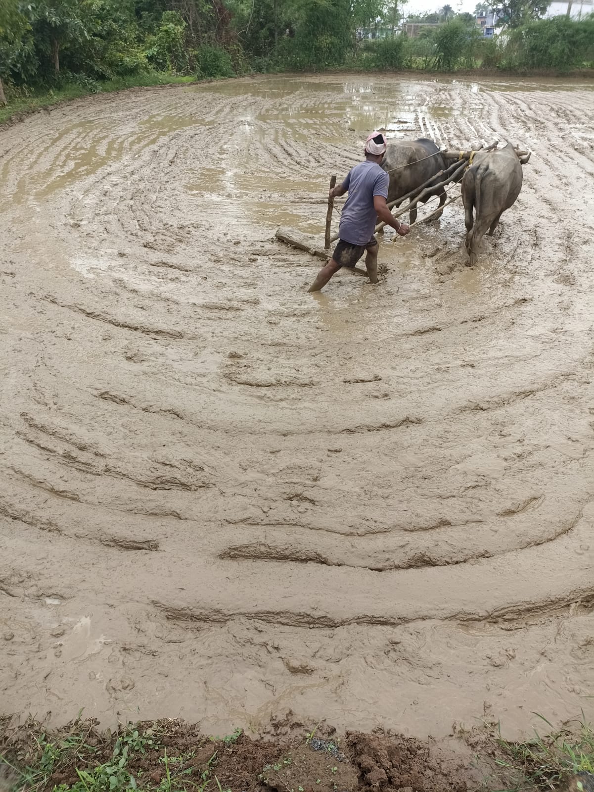 Farming Practical Development